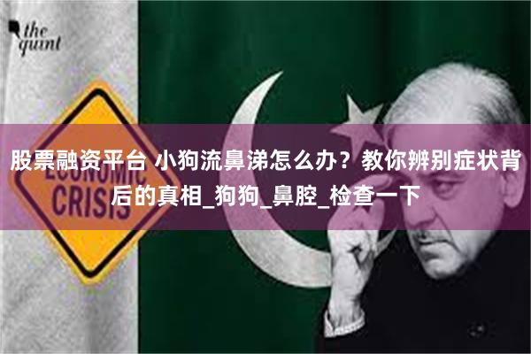 股票融资平台 小狗流鼻涕怎么办？教你辨别症状背后的真相_狗狗